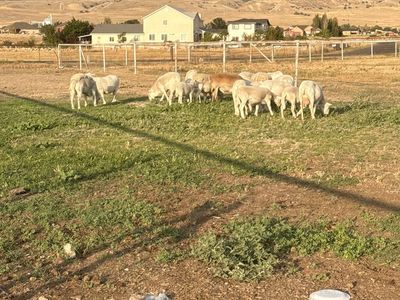 Sheep for sale