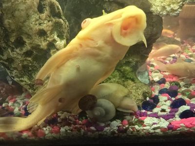 29 Gal fish tank, accessories and most the fish