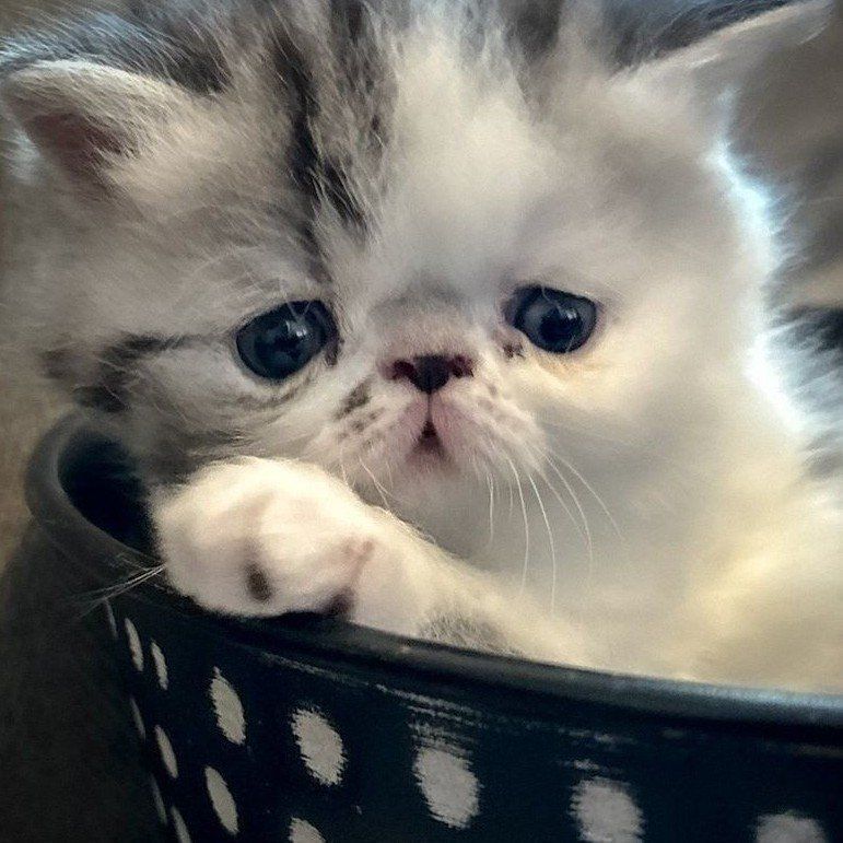 Persian Kittens