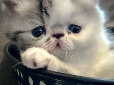 Persian Kittens