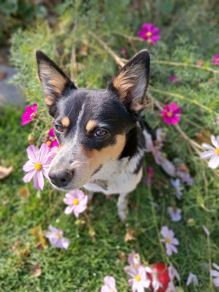 Riley, rehoming to a good family