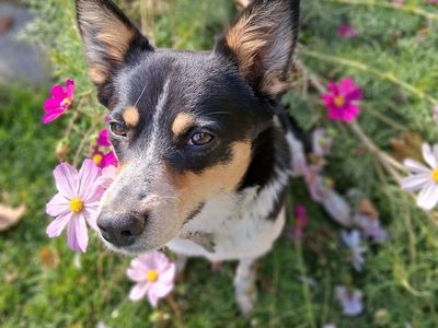 Riley, rehoming to a good family