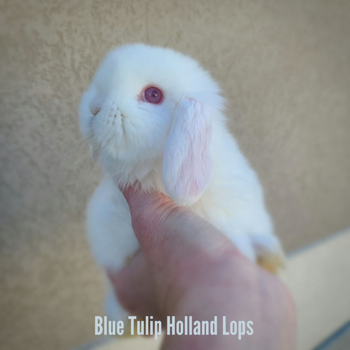 Unique Holland Lops