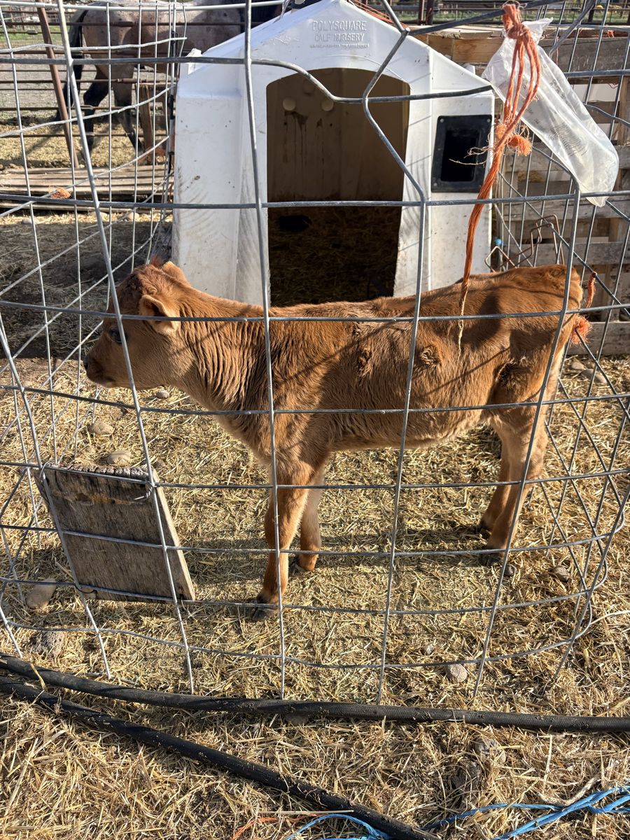 Jersey bull calf