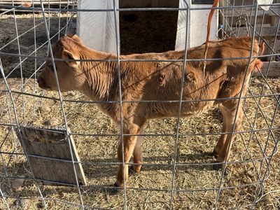 Jersey bull calf