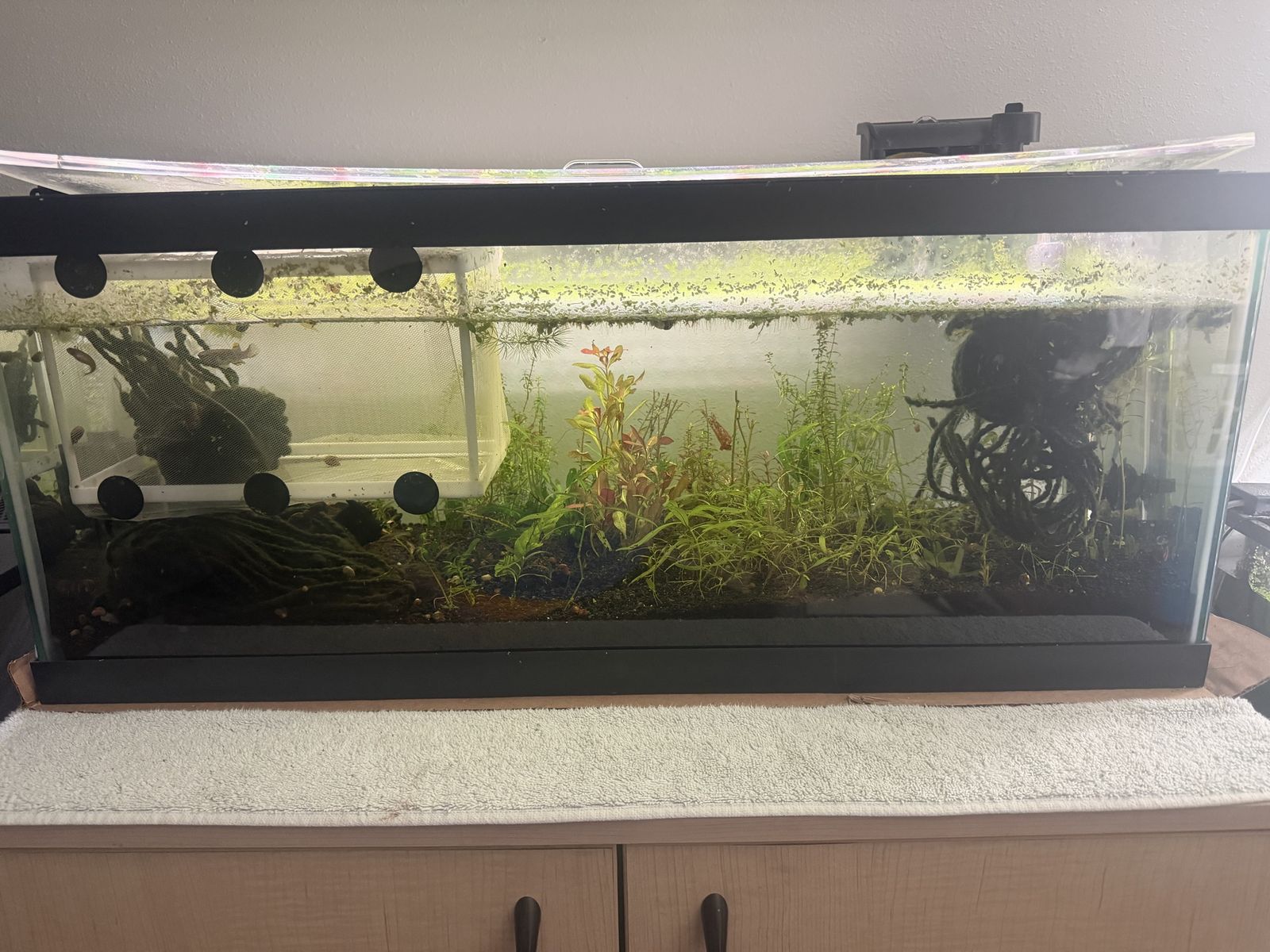 20g long everything included