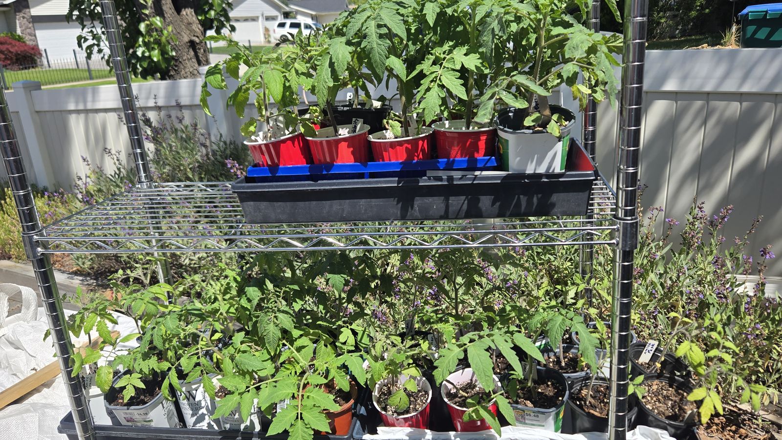 Tomato Plants