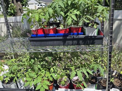 Tomato Plants