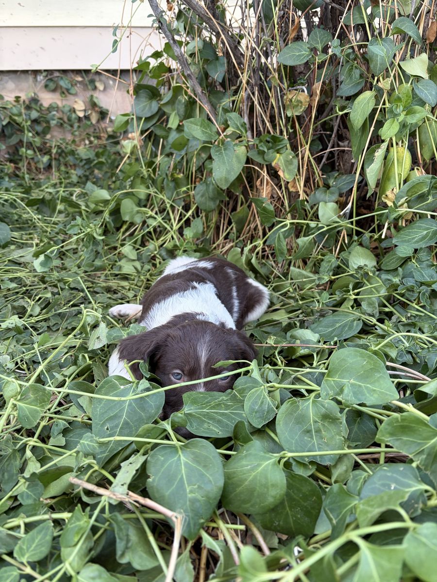 AKC Brittany (Spaniel) Puppies
