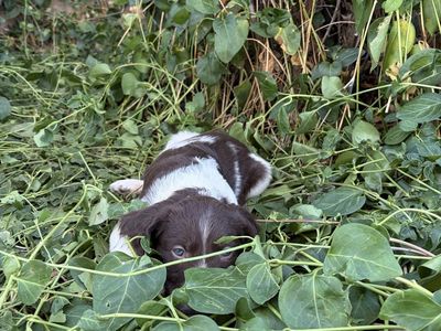 AKC Brittany (Spaniel) Puppies