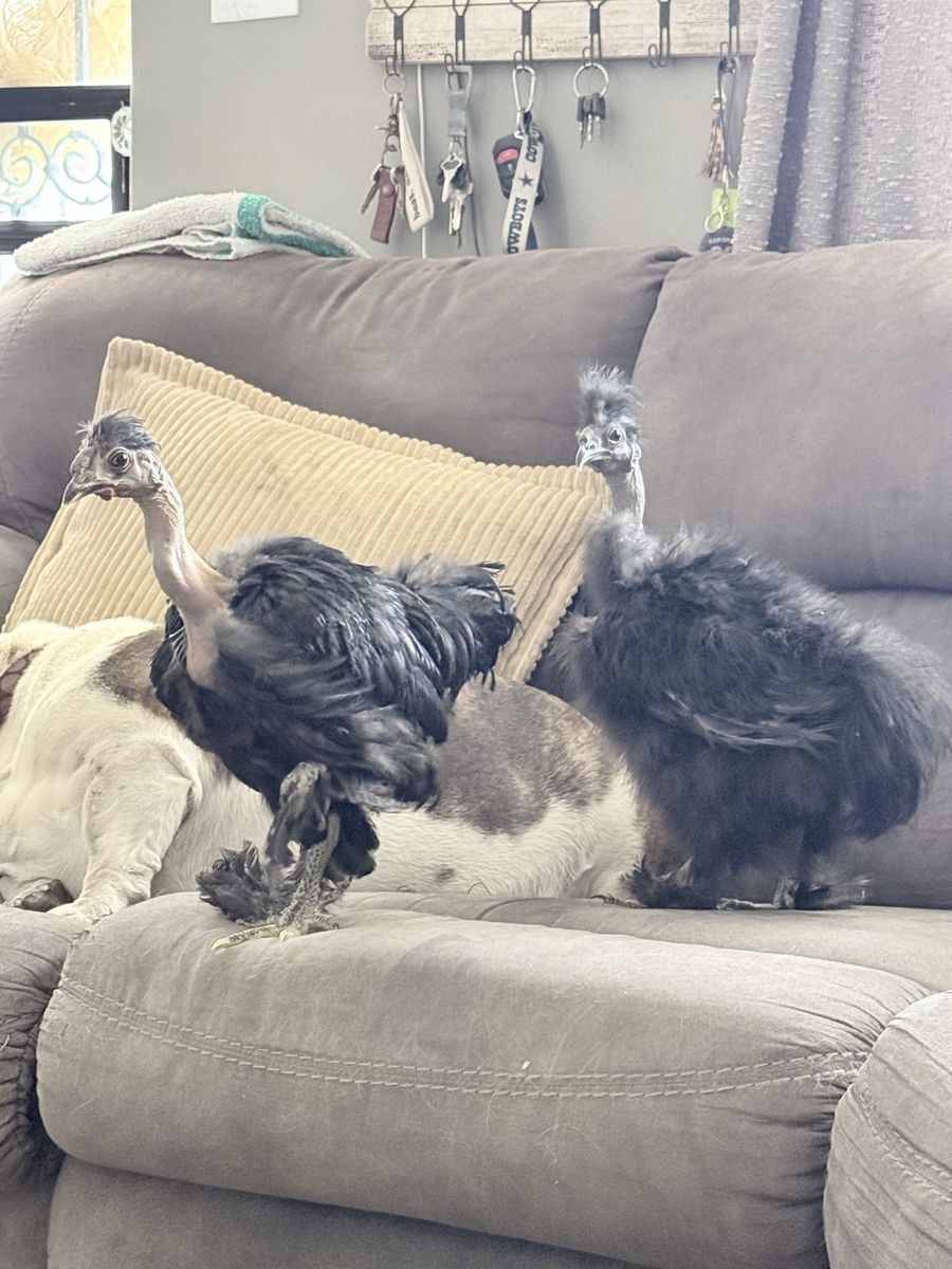 Naked neck Silkies