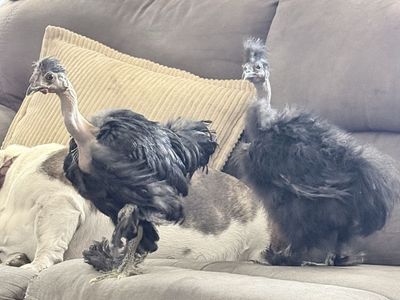 Naked neck Silkies