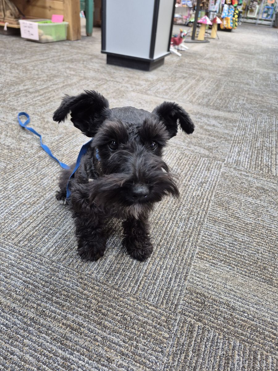 Schnauzer Puppies - Purebred Miniature Schnauzers Looking for Homes