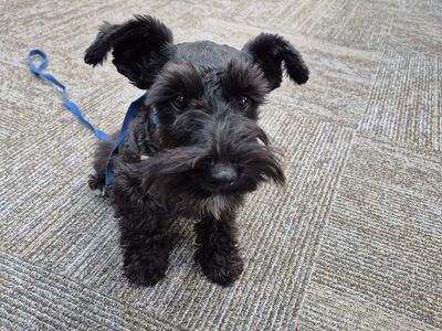Schnauzer Puppies - Purebred Miniature Schnauzers Looking for Homes