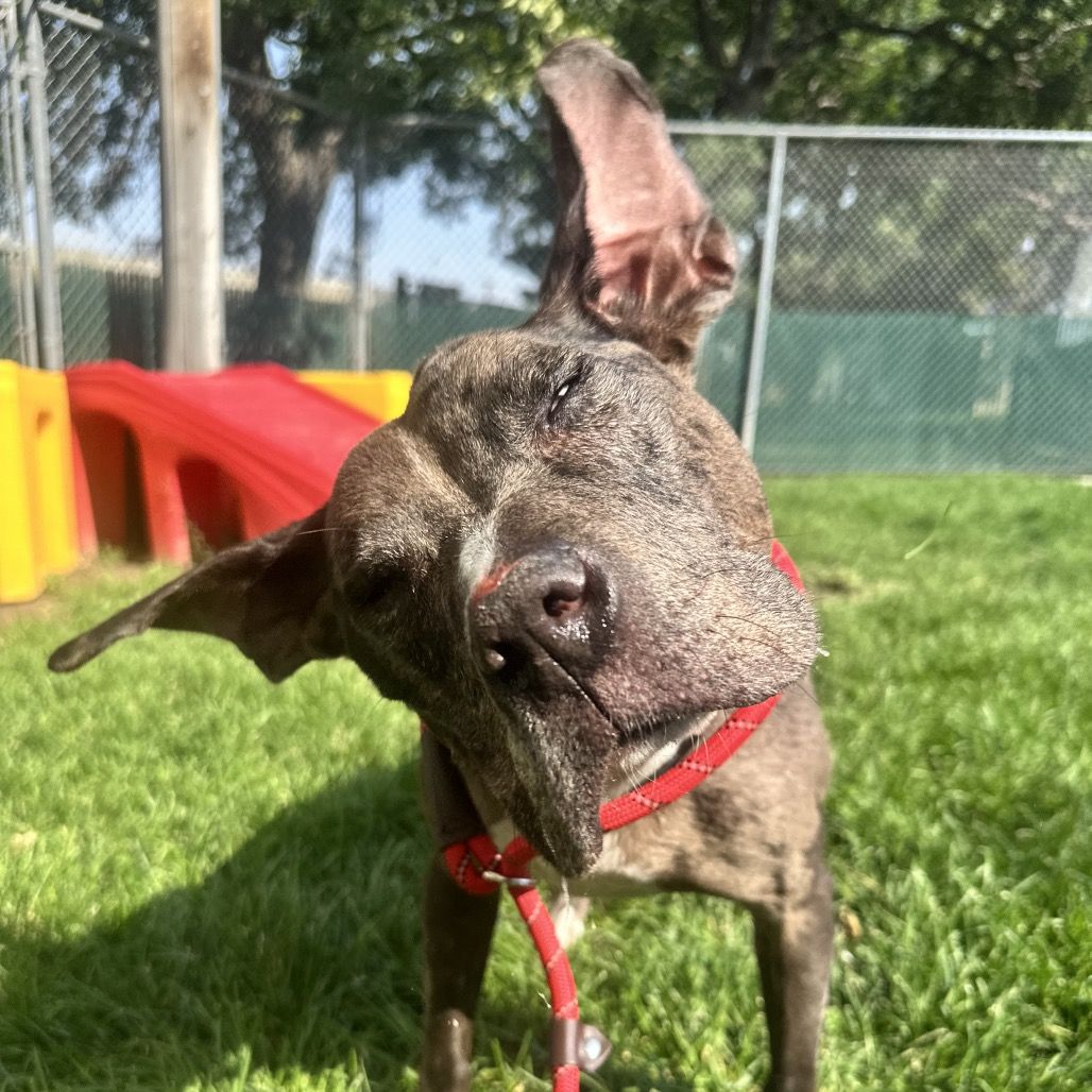 Hello my name is Luna