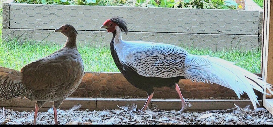 Silver Pheasant Pair - Male and Female