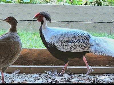 Silver Pheasant Pair - Male and Female