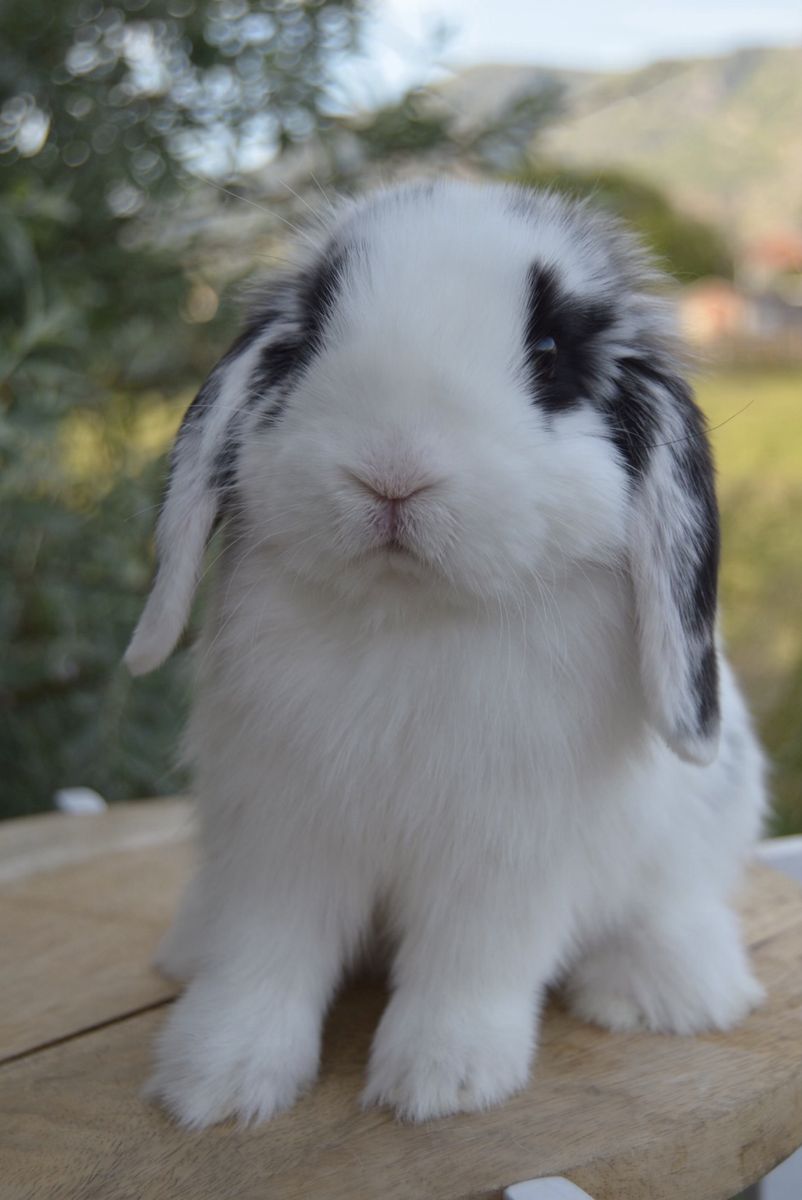 Cutest Holland Lop Baby Doe (girl)
