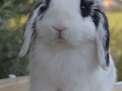 Cutest Holland Lop Baby Doe (girl)