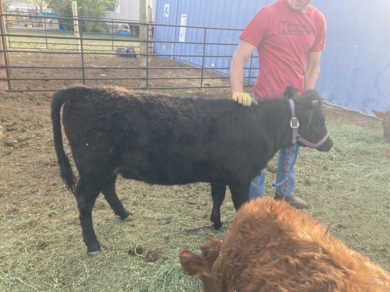 3/4 Dexter 1/4 Jersey Hiefer