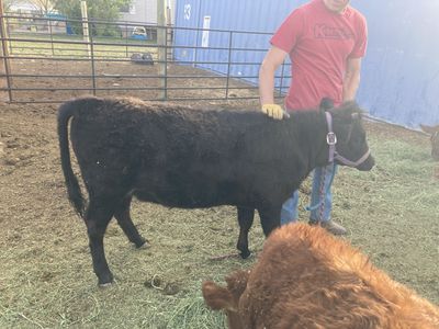 3/4 Dexter 1/4 Jersey Hiefer