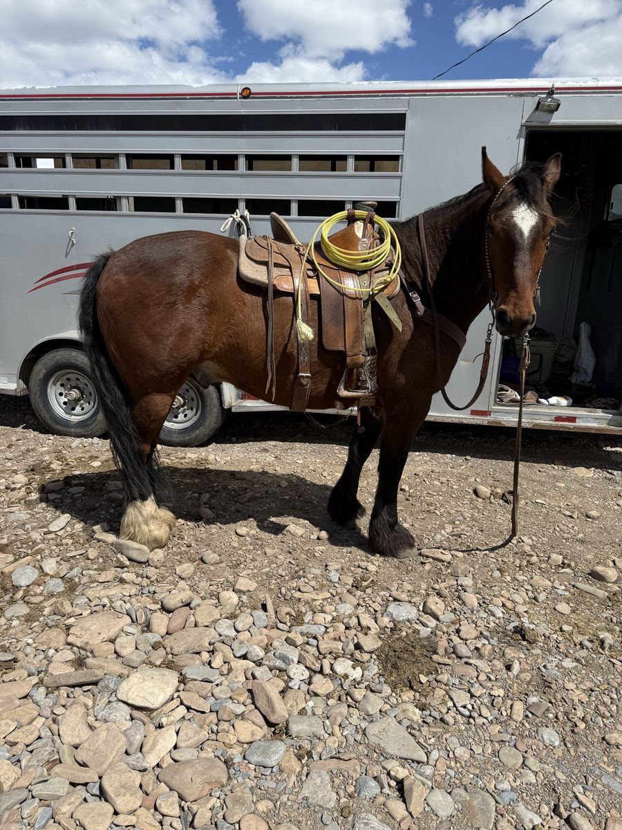 5 year old draft cross