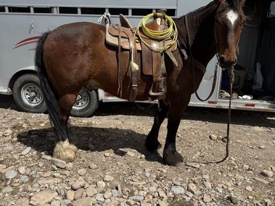 5 year old draft cross