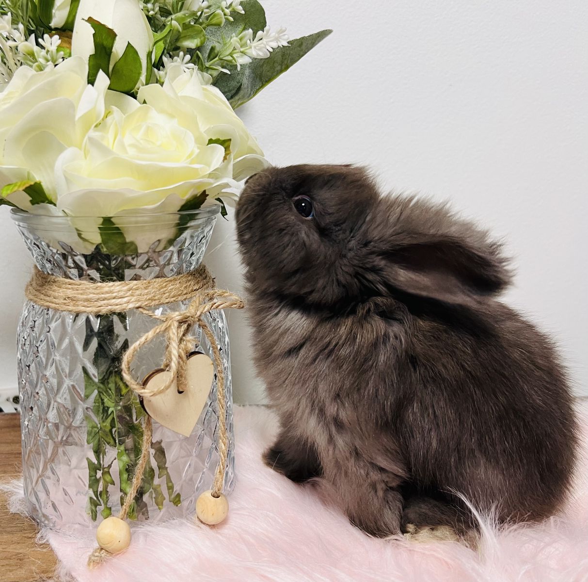 Pedigreed English Angora babies