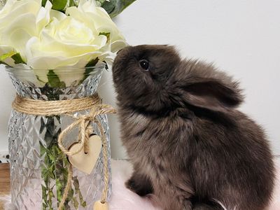 Pedigreed English Angora babies
