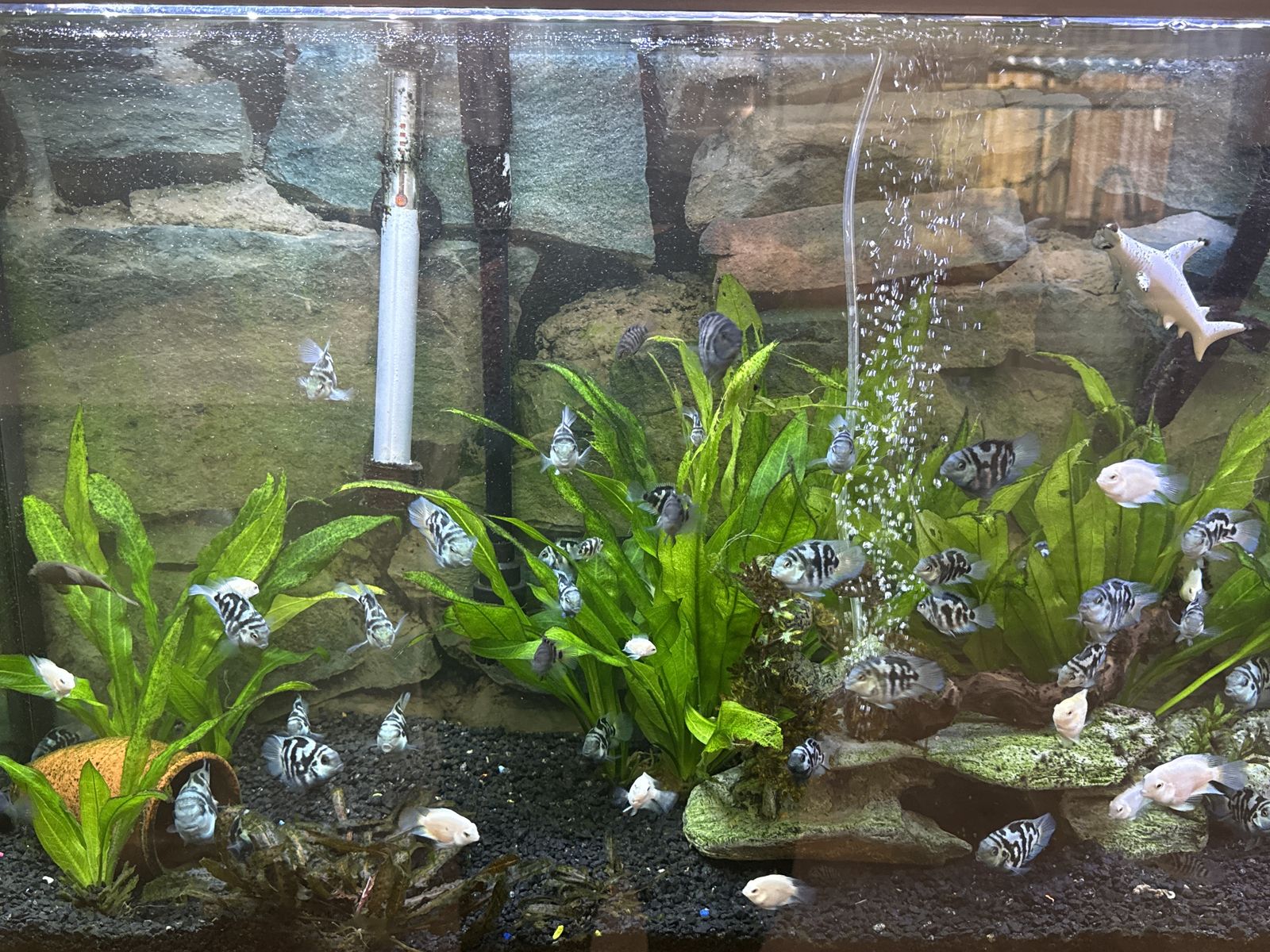 Blue polar cichlids