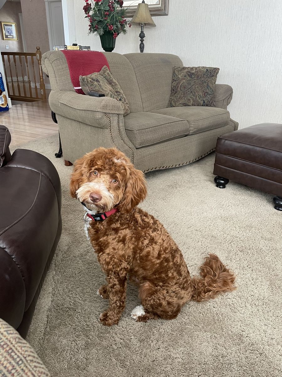 Papered Goldendoodle Frankie