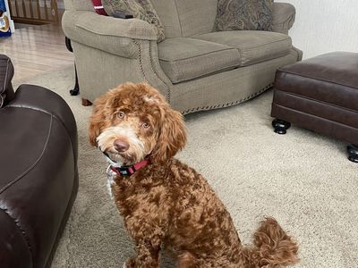 Papered Goldendoodle Frankie