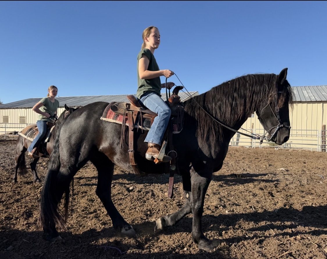 Stunning 9 Yr Old Moriesian Mare