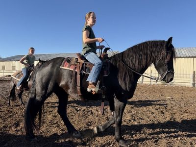 Stunning 9 Yr Old Moriesian Mare