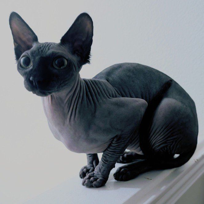 Young Black Sphynx