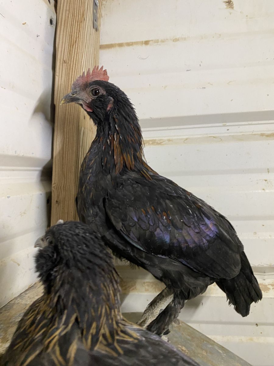 D’Uccle brahma bantam roosters