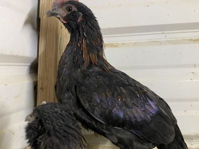 D’Uccle brahma bantam roosters