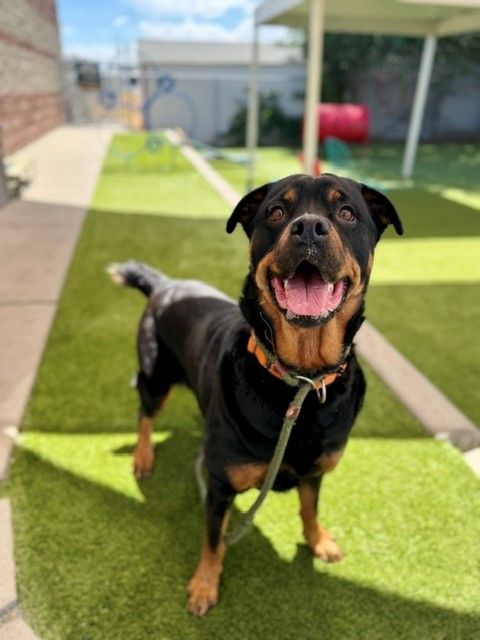 A138762 Moon is Available for Adoption!