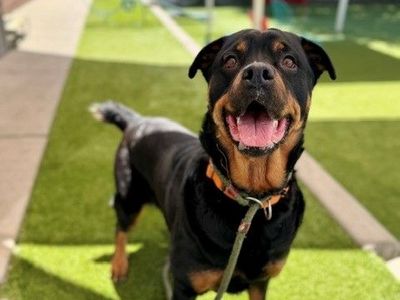 A138762 Moon is Available for Adoption!