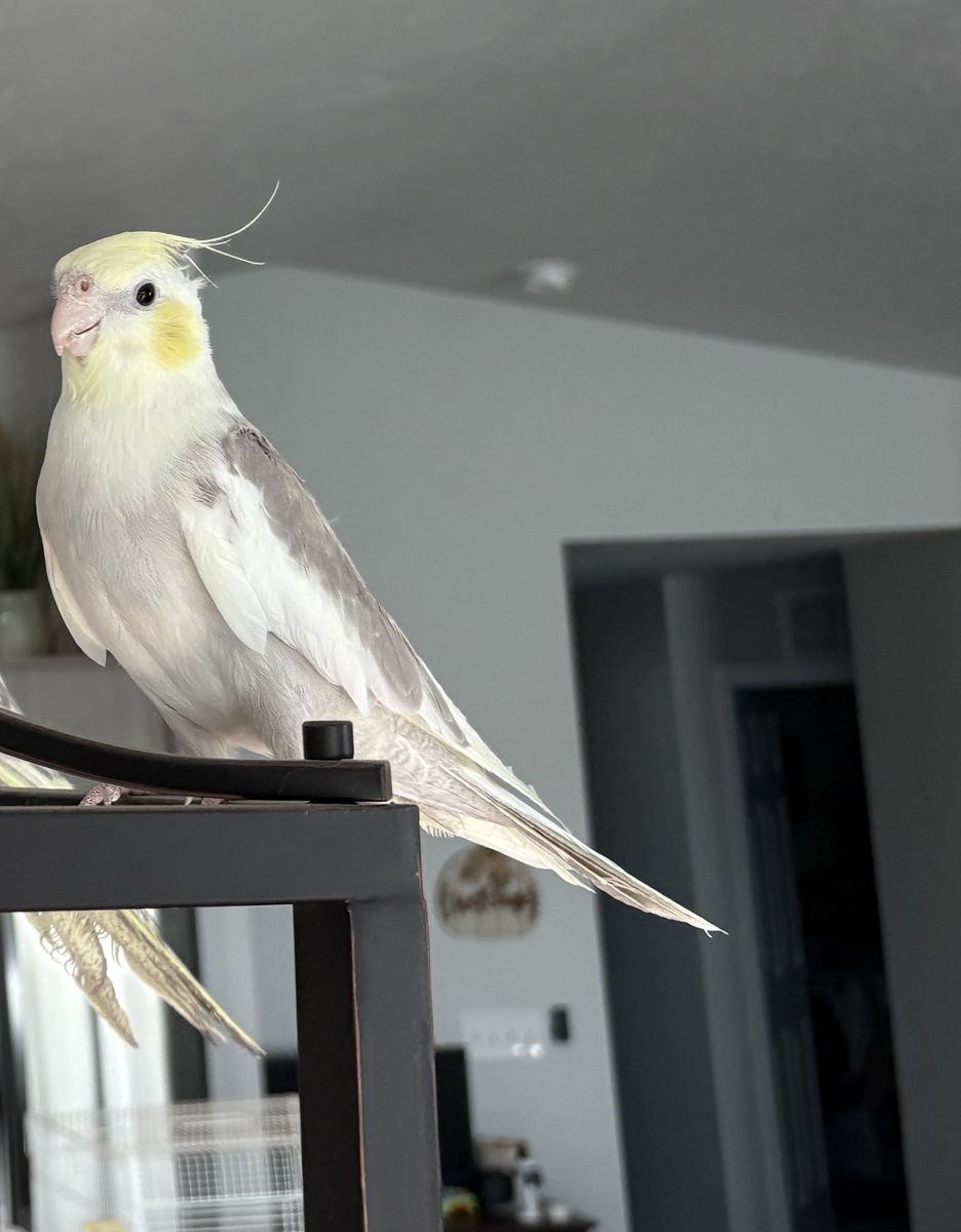 Cockatiel