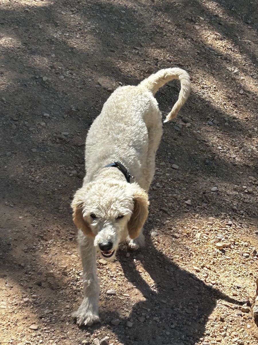 One year old male Labradoodle!