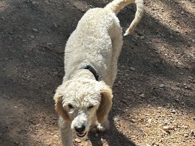One year old male Labradoodle!