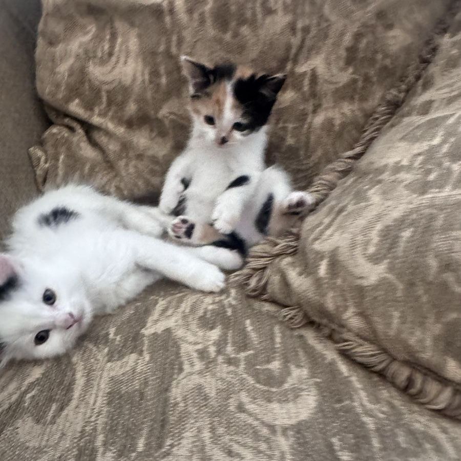 Adorable furry Kittens Looking for Their Fur-Ever Homes