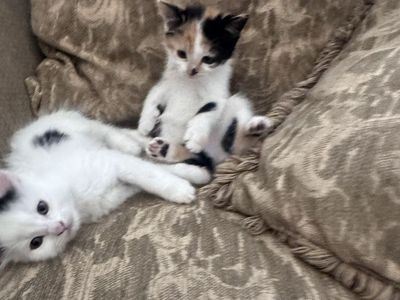 Adorable furry Kittens Looking for Their Fur-Ever Homes