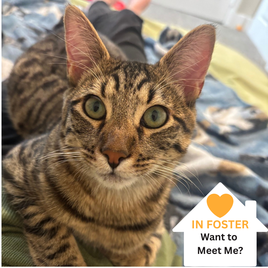 Hello my name is McGriddle