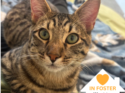 Hello my name is McGriddle