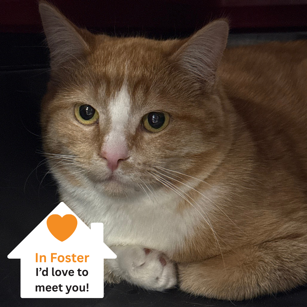 Hello my name is Houston