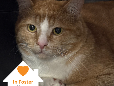 Hello my name is Houston