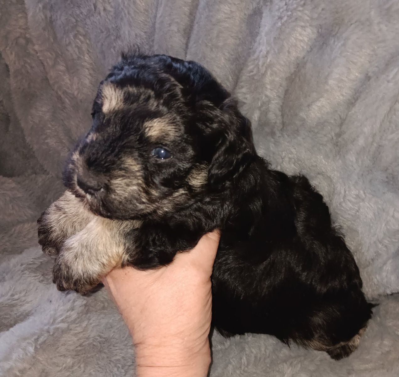Miniature Schnauzer male
