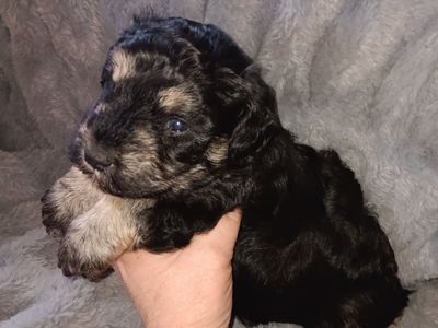 Miniature Schnauzer male
